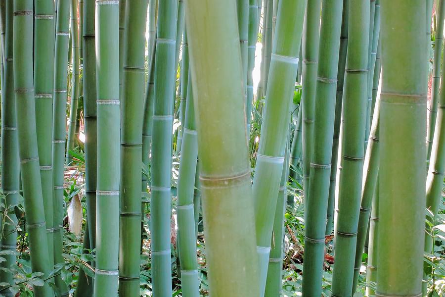 Les chaumes serrés d’une bambouseraie de bambous géants