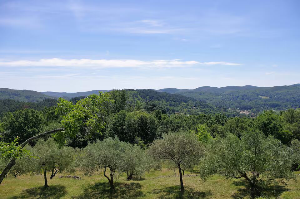 L’oliveraie du Mas de Clarou